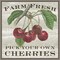Farm Fresh Cherries by Sue Schlabach 16-in. W x 16-in. H. Canvas Wall Art Print Framed in Grey